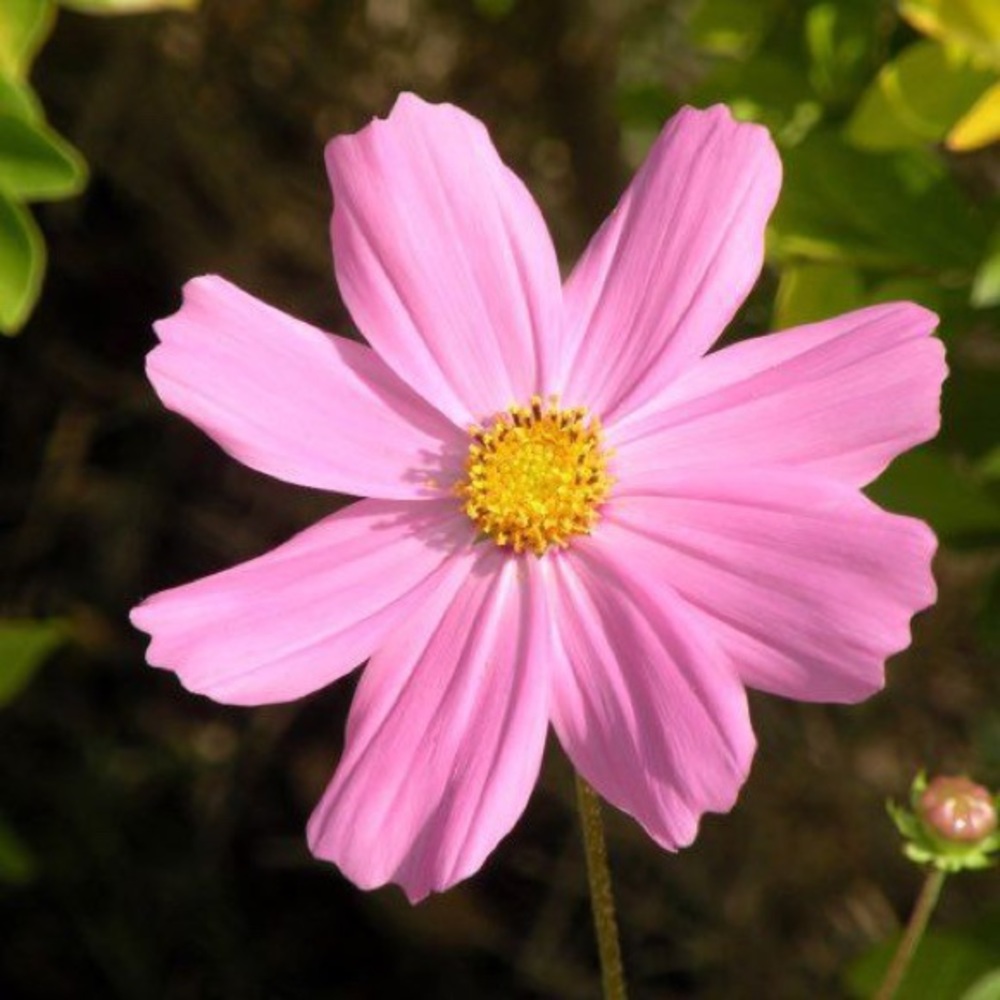 Meet your Posher, Sandee 🛍. I love Shopping ❣️